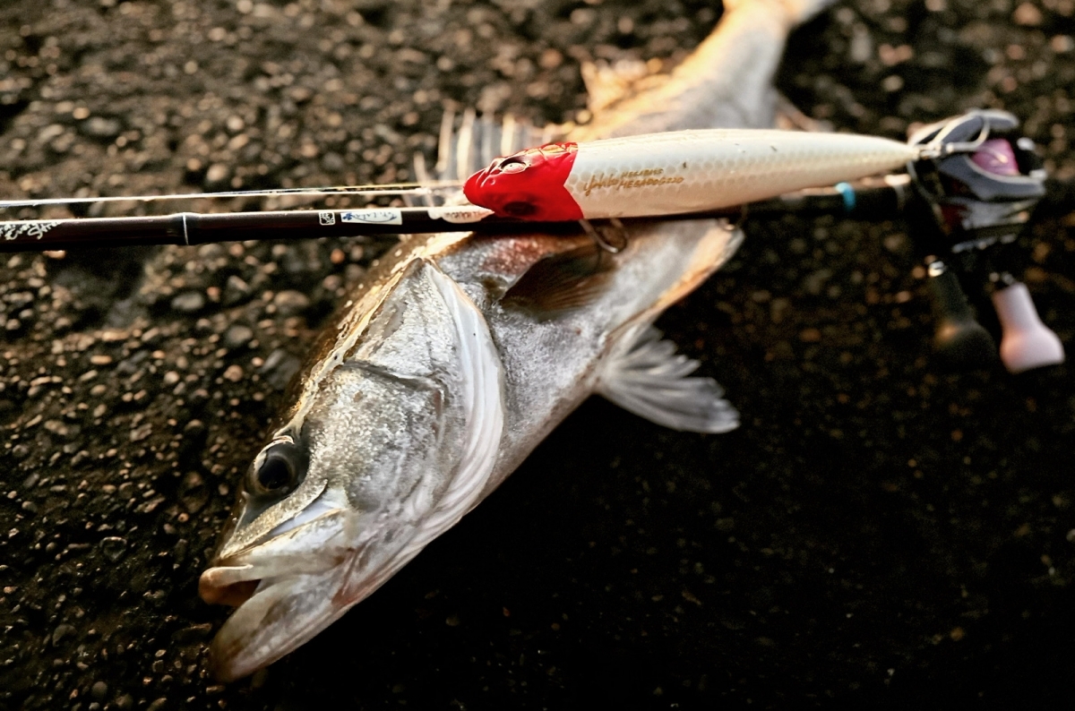 水面爆発の快感!シーバスが狂う「トップペンシル」厳選5本