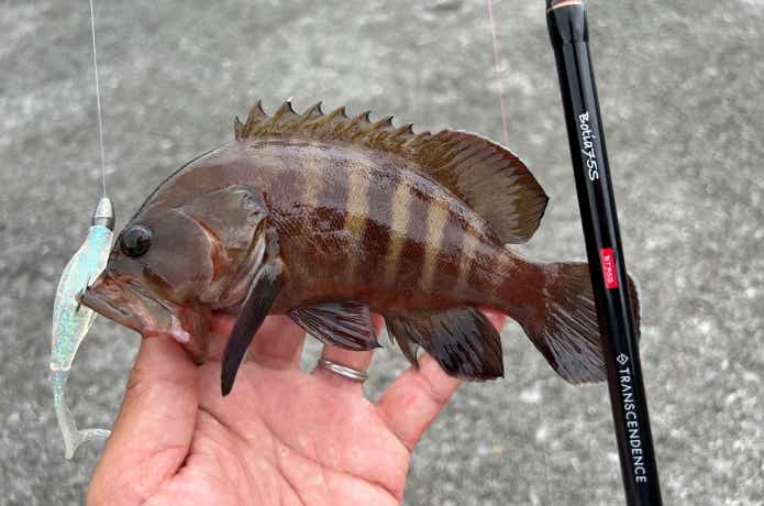 小型種でもハタの方が強い