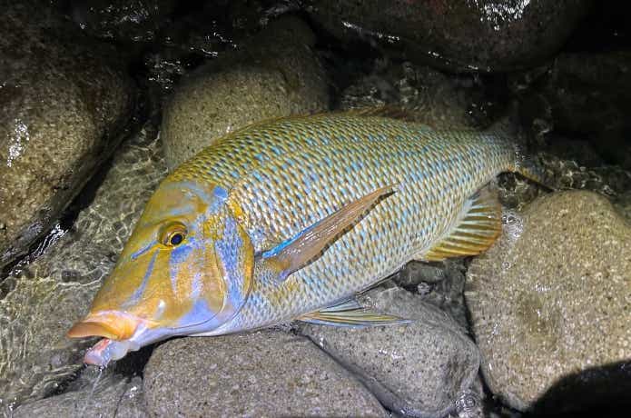 遠浅の釣り場で、小さなイカの短冊を遠投して釣り上げたハマフエフキ