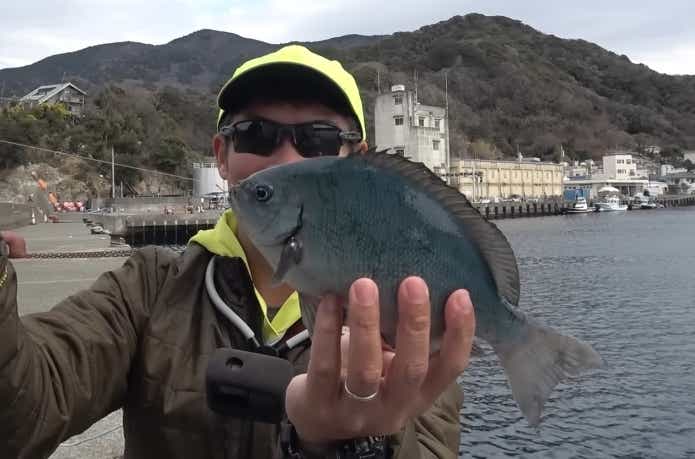 セカンドベイトの常温オキアミで釣れたメジナ