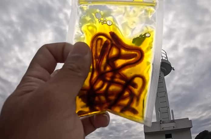 黄色い液体に浸かっている常温イソメ