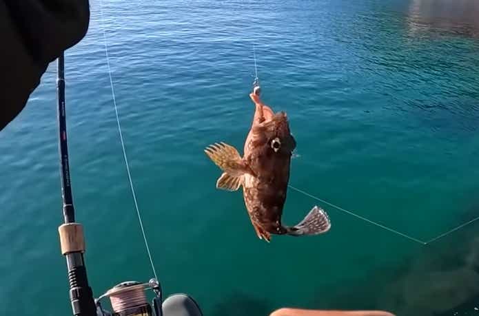 セカンドベイトのイソメで釣れたカサゴ
