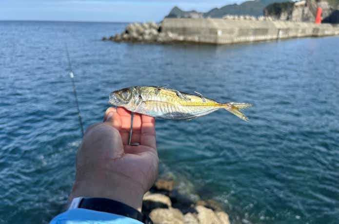 ブッコミ釣りの餌に使用するアジ