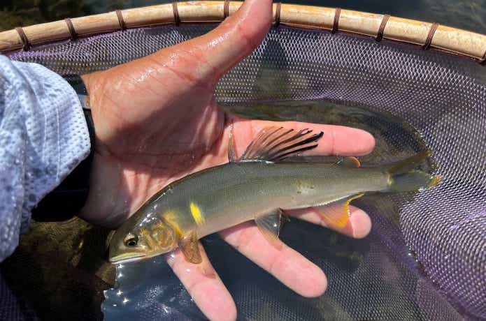 急流に生息する引きの強いアユ