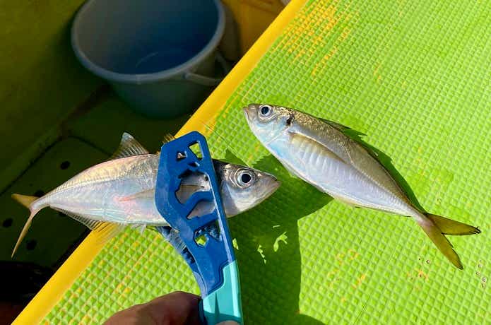 マアジの釣果写真