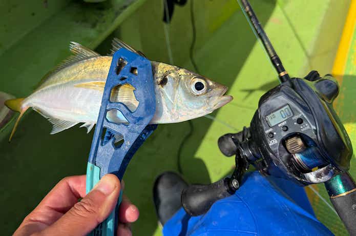 ライトアジでの釣果