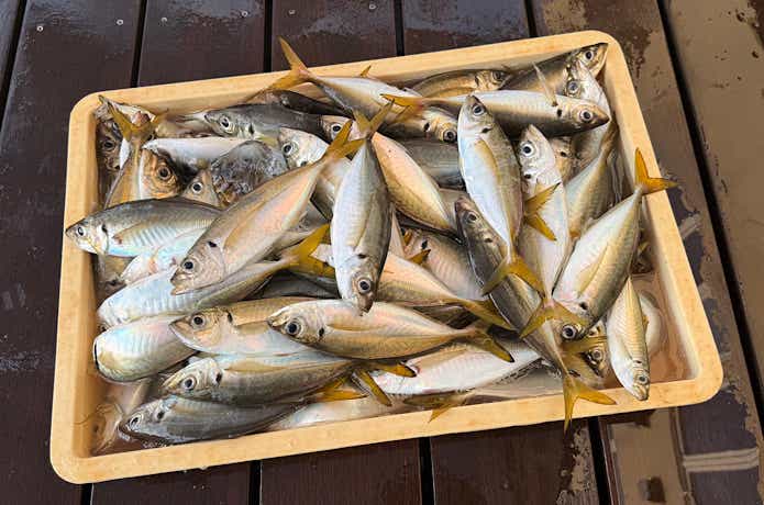 日ごとに展開が変わる