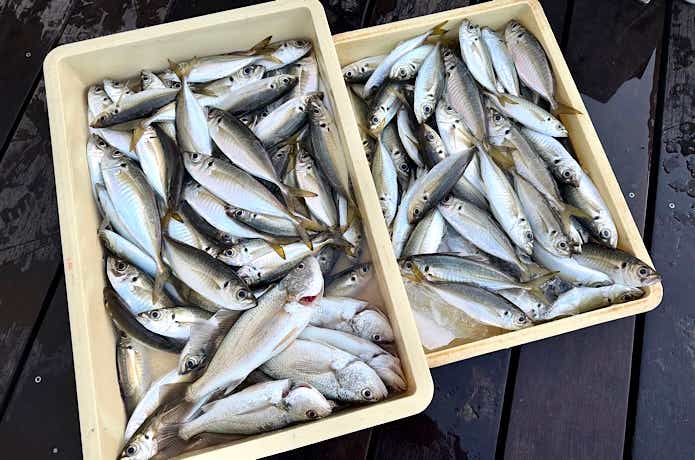 ワンポイントアドバイス