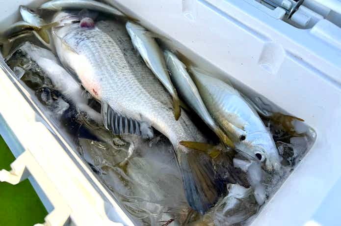 釣れたら早めにクーラーへ