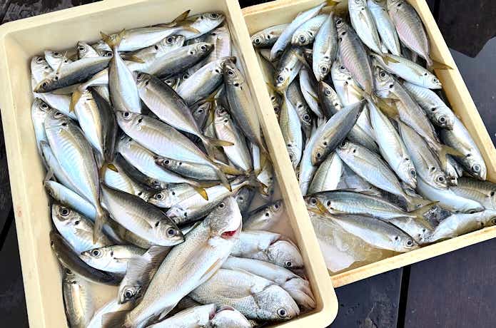 釣果に恵まれた