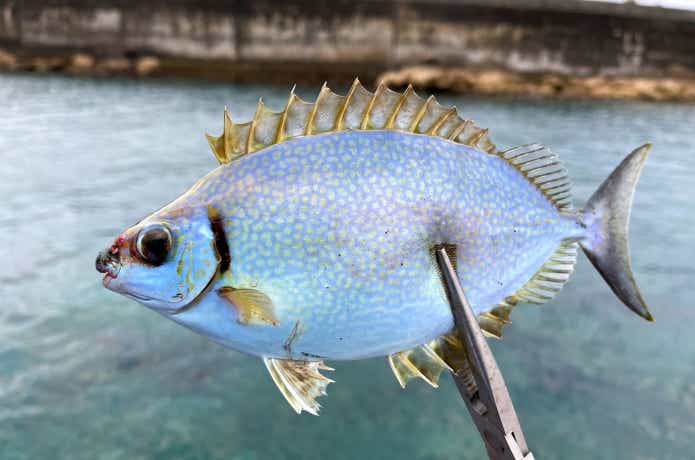 小さくても引きの強いハナアイゴ