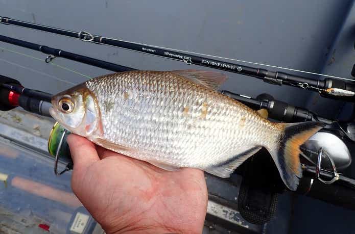 地味だけど強烈に引くブリコン