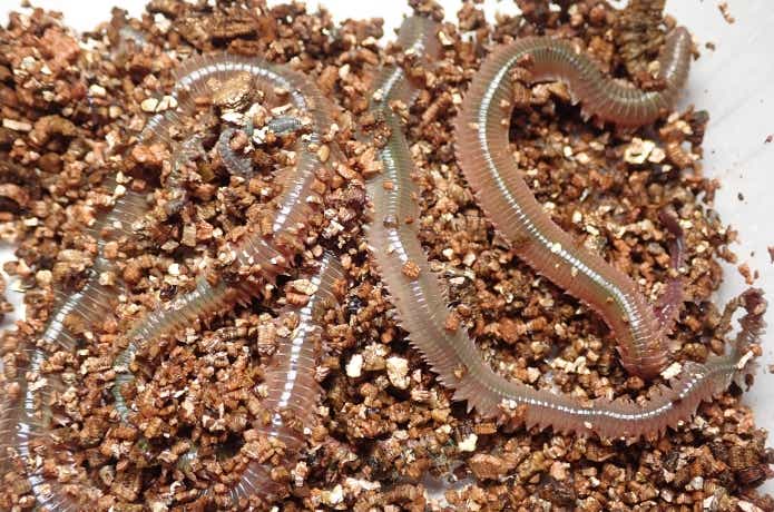 ブッコミ釣りの定番餌であるアオイソメ