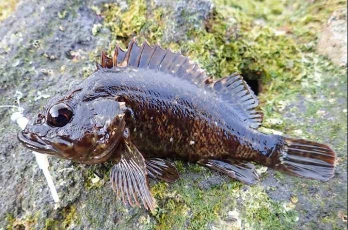 根に逃げ込む力の強いムラソイ 