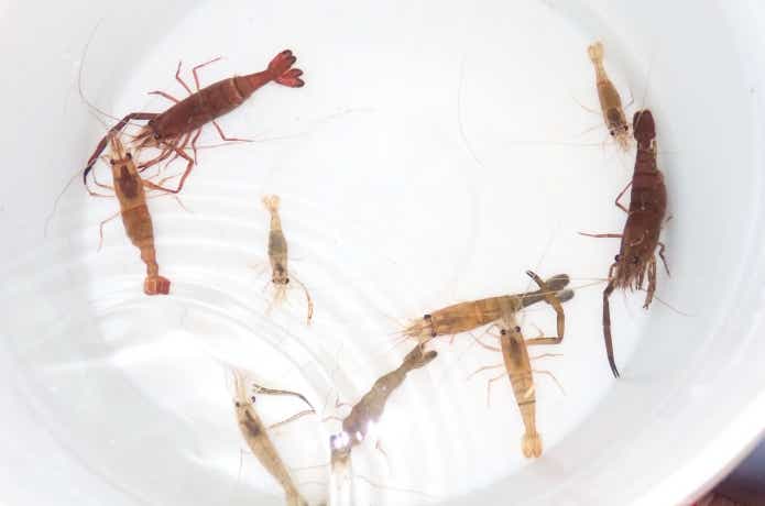 ブッコミ釣りで使用するテナガエビ