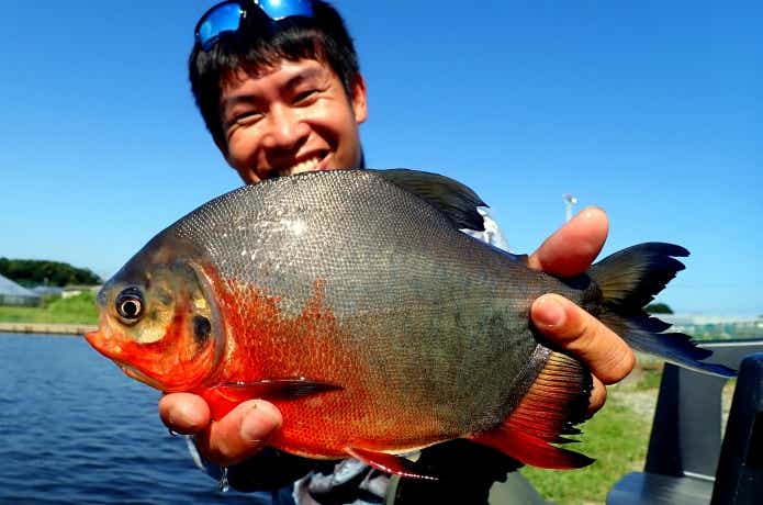 日本で釣ることのできるコロソマ