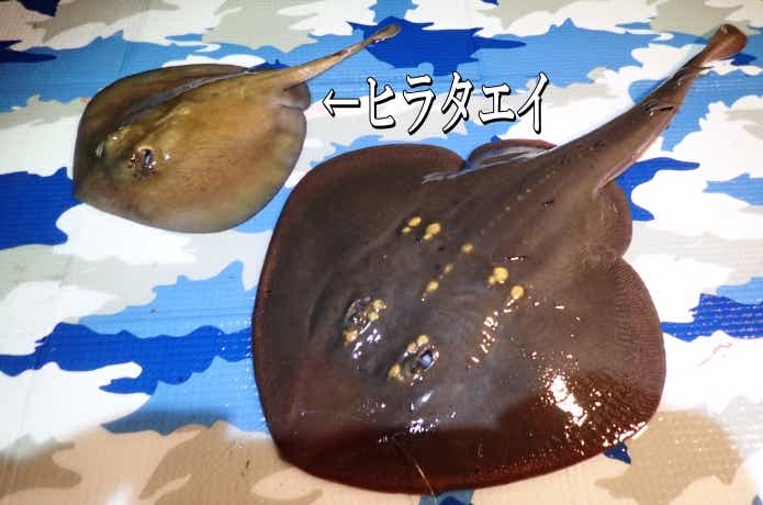 板鰓類としては小型のヒラタエイ