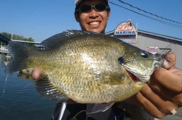 ブルーギルの大型個体