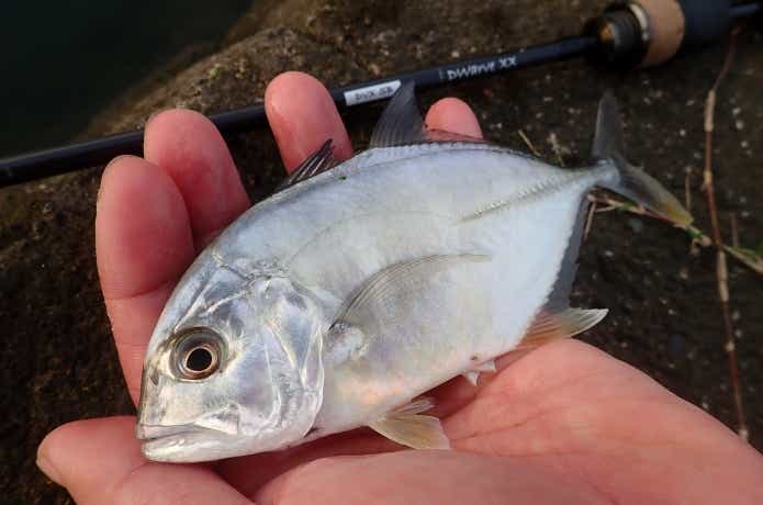 メッキで一番引きの強いロウニンアジ