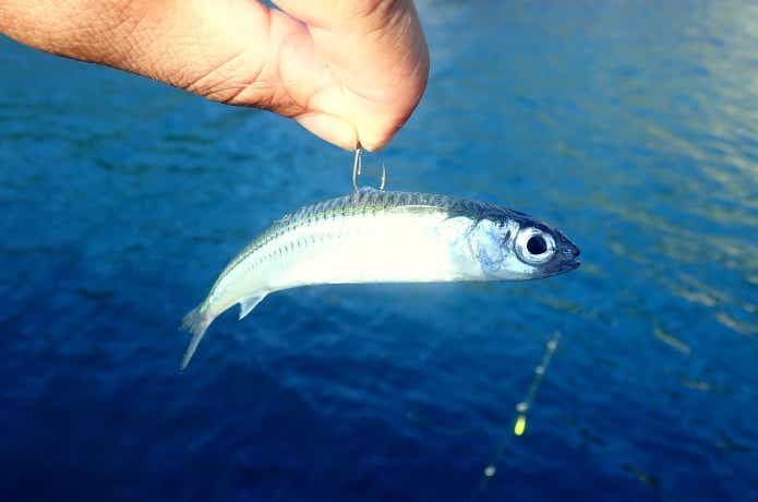 ブッコミ釣りで使用する活き餌