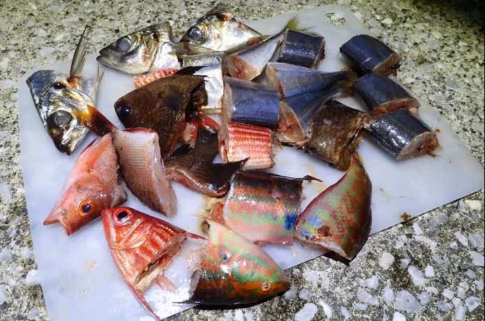 釣り場で手に入るブッコミ用の餌