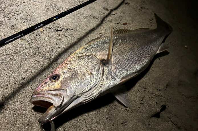 釣り上げられて弱ったオオニベ