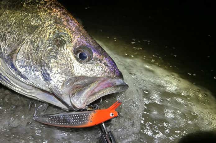 ミノーに食いついたオオニベ