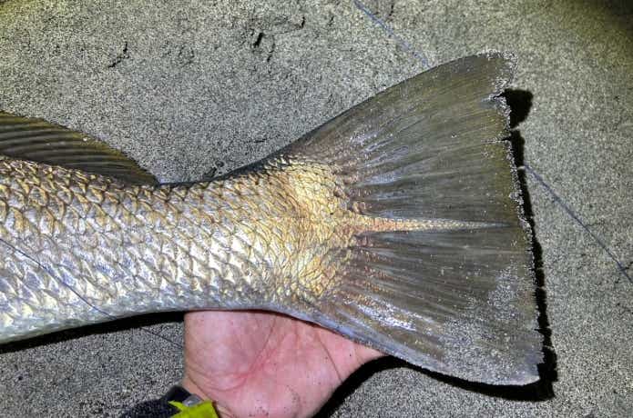 オオニベの尾びれ