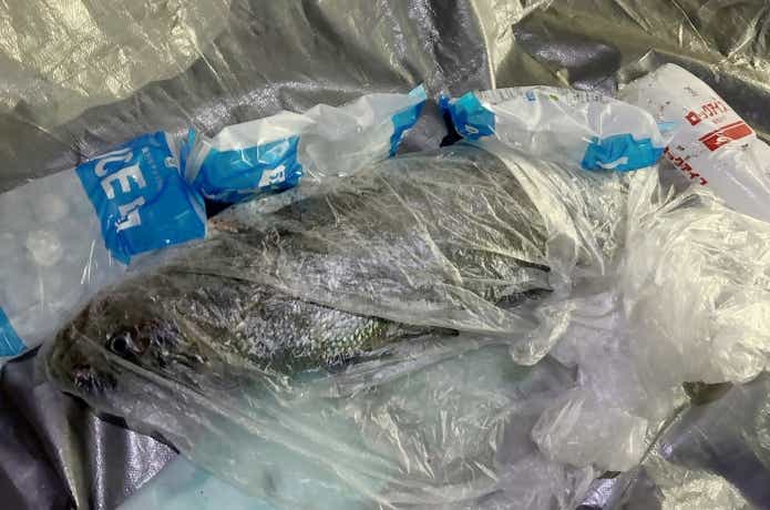 オオニベを持ち帰る様子