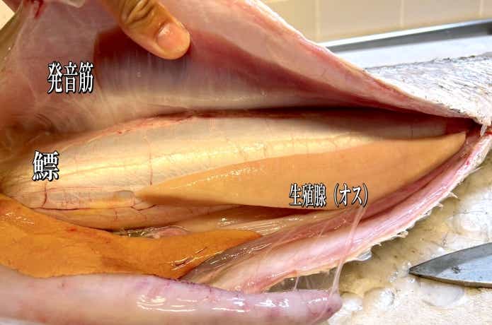 オオニベの鰾と発音筋