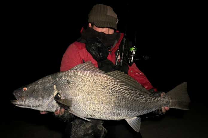 表層のルアーに食いついたオオニベ