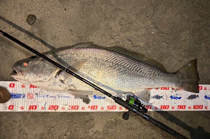 砂浜から釣り上げられたオオニベ