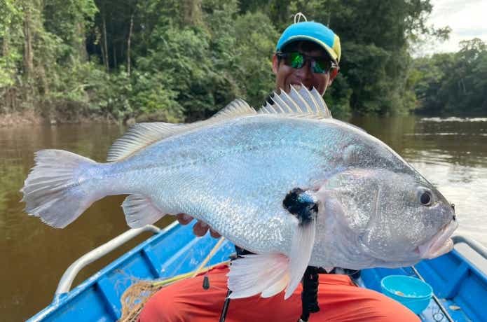 南米の淡水ニベ