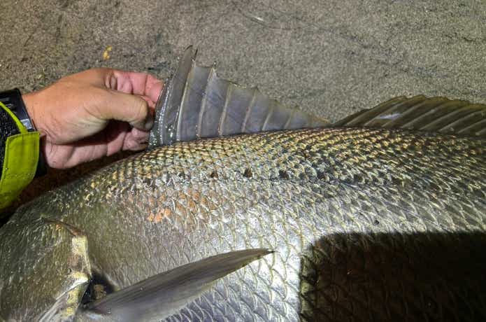 オオニベの斑点