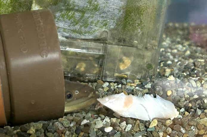 刺身を食べようとするウナギ