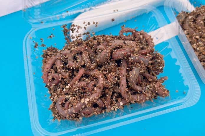 大物釣りに使われる岩イソメ（マムシ）