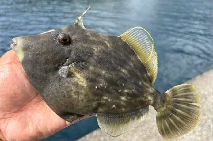 堤防際で釣れたカワハギ
