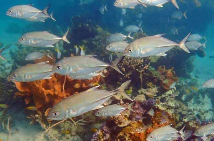 サンゴ礁を泳ぐギンガメアジの群れ