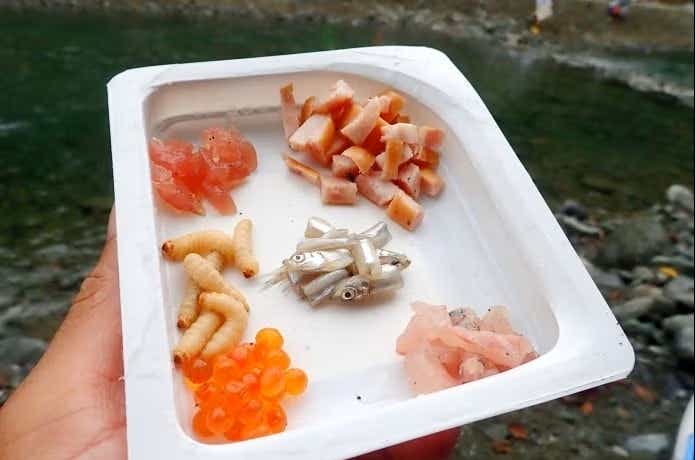 釣り餌としてのマグロの刺身