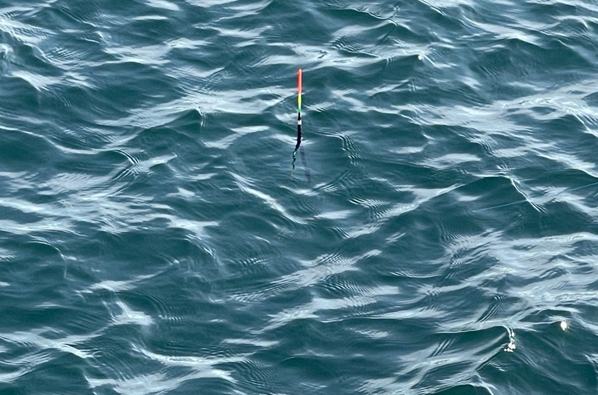 冬の堤防釣りでも出会える。よく引いて、美味しい魚を狙ってみませんか？