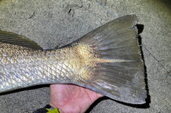 こんな大物が、本当に岸から狙って釣れるなんて——日本の海って凄すぎる。