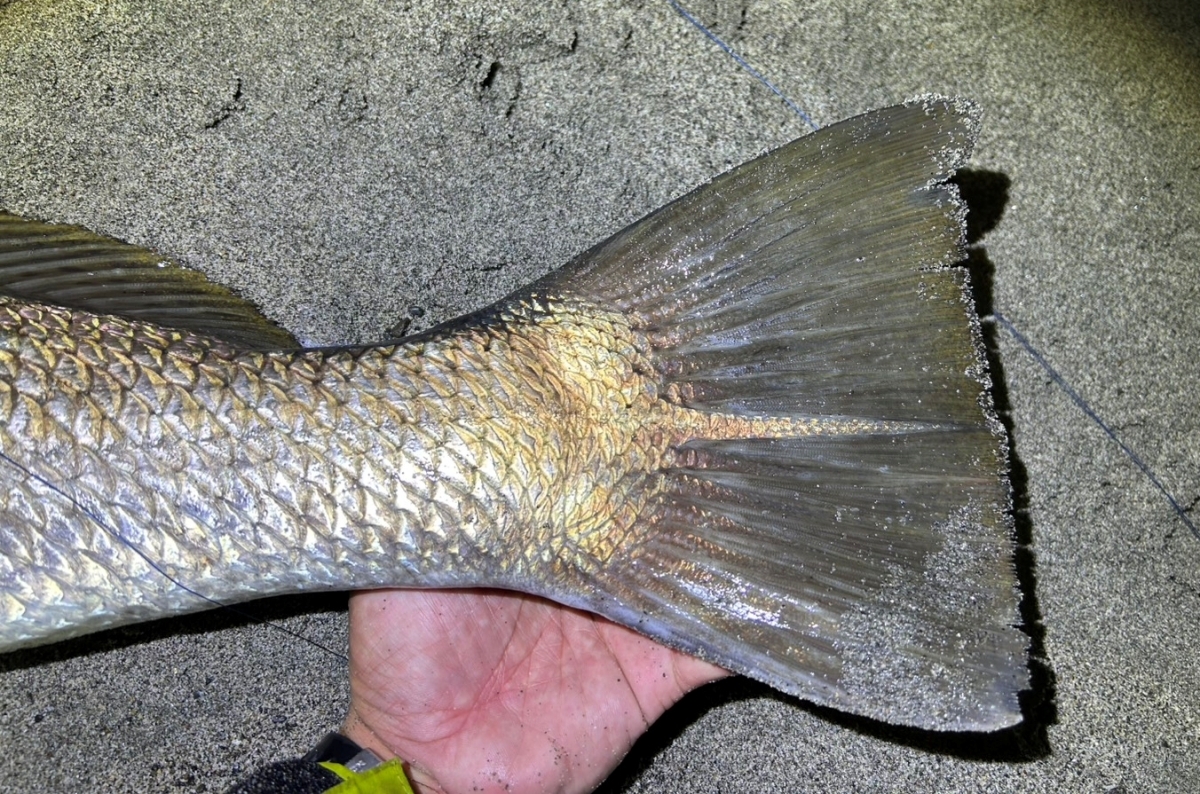 こんな大物が、本当に岸から狙って釣れるなんて——日本の海って凄すぎる。