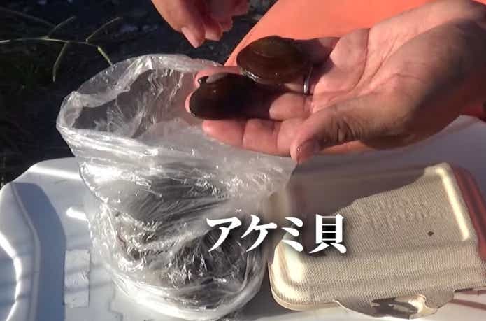 クロダイのブッコミ釣りで使用するアケミ貝  