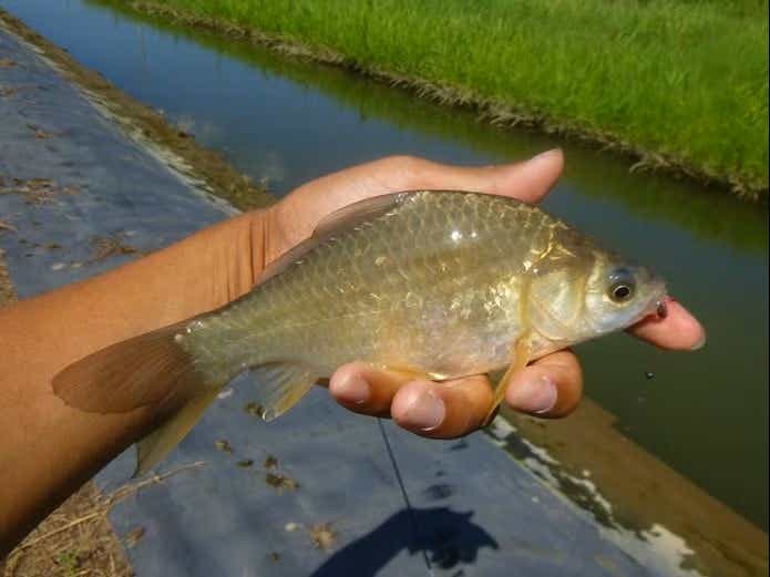 肝吸虫のリスクとなるフナ