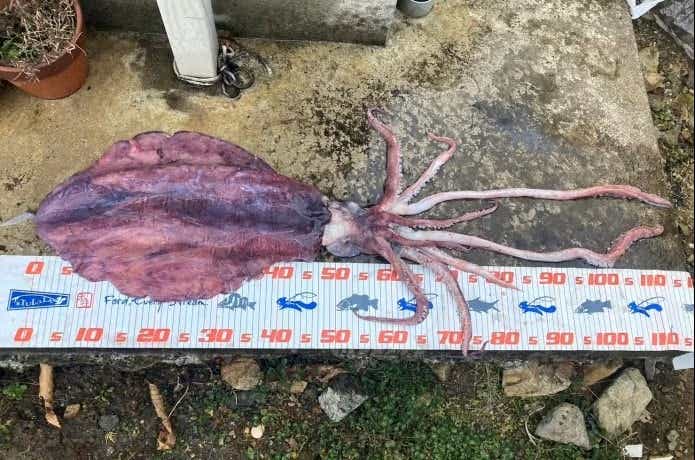 レッドモンスターと呼ばれる巨大アオリイカ