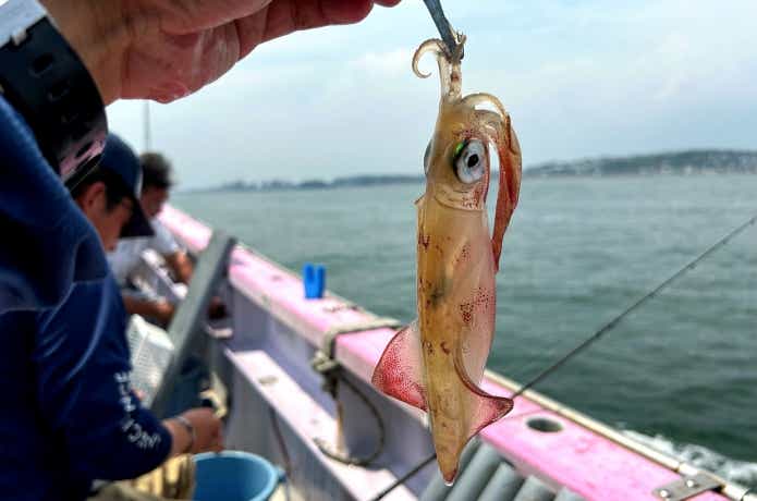 シロイカとも呼ばれるケンサキイカ