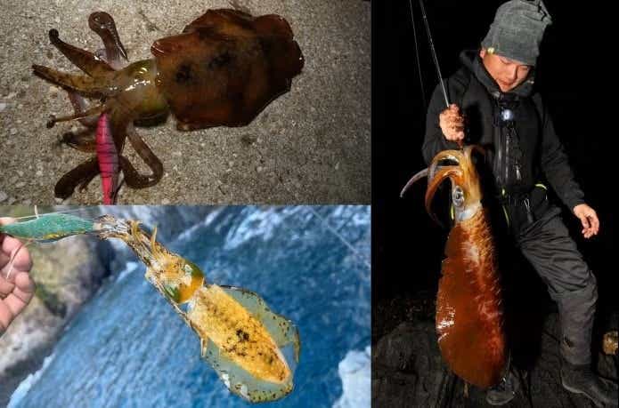 3つのタイプがあるアオリイカ