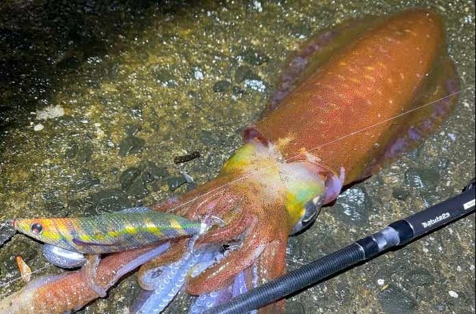 アカイカ系のアオリイカ