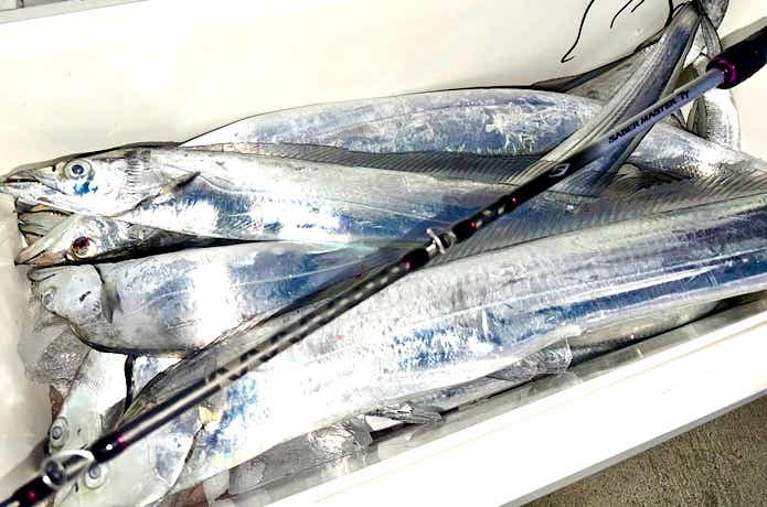 タチウオの釣果写真