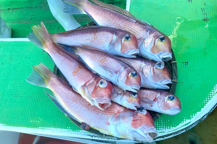 アマダイの釣果